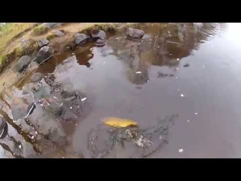 Kirjolohen kalastusta heittoperholla - Merikarvianjoki - Spintube - Eumer