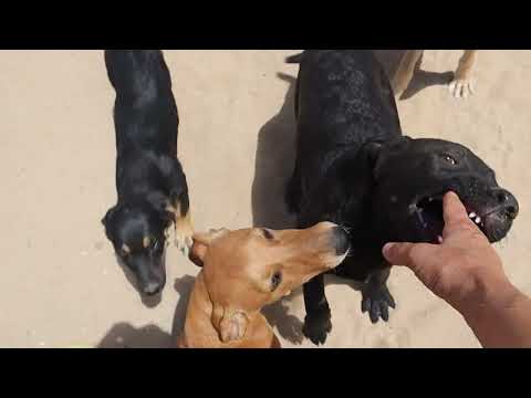 Vídeo de MORRI
