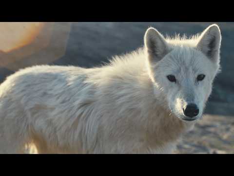 New Exhibit | Wolves: Photography by Ronan Donovan