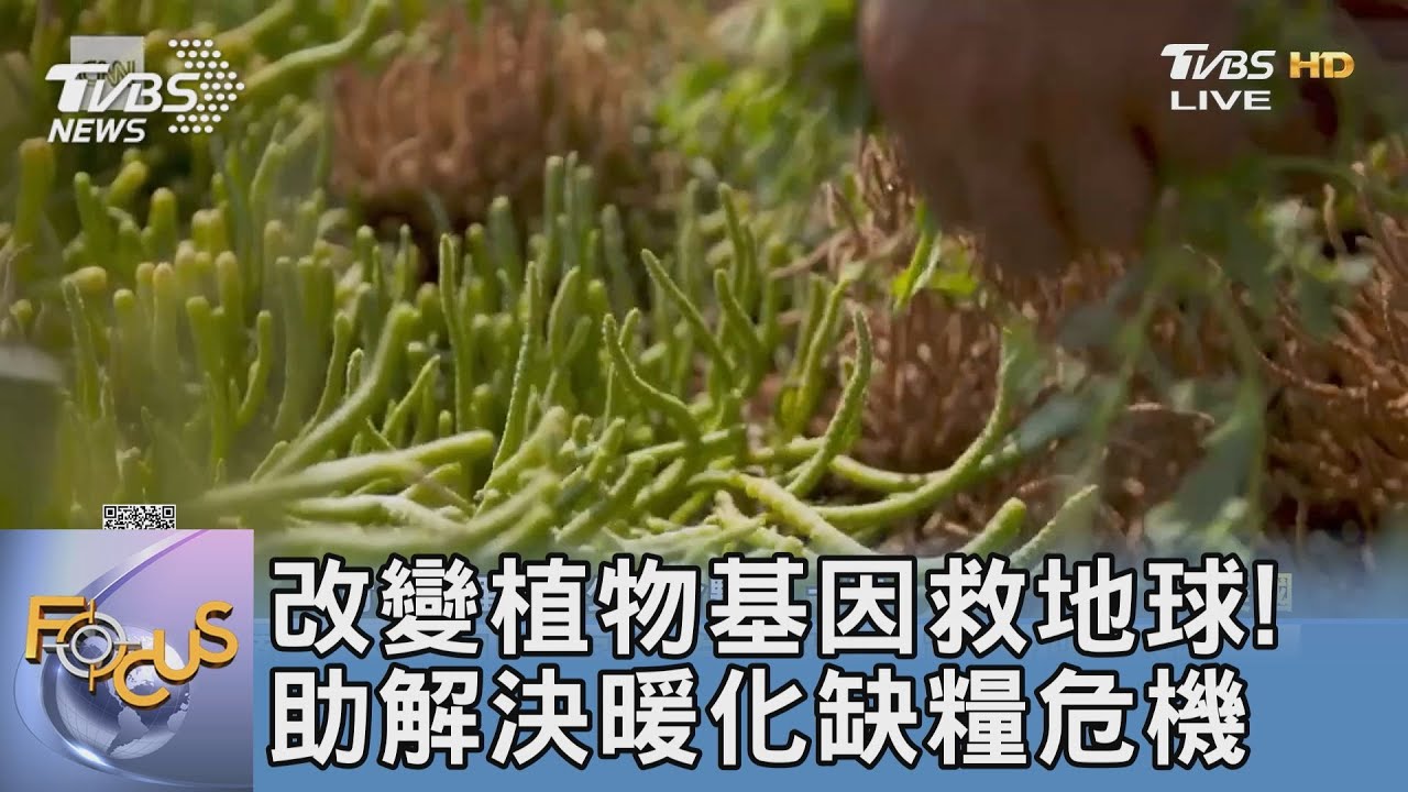 改變植物基因救地球!助解決暖化缺糧危機