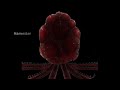 Harvester Sounds Vita Carnis