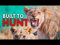 Africa S Wildest Creatures
