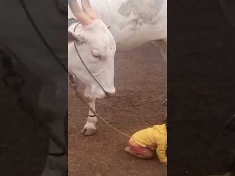 Small girl playing with a bull without any fear