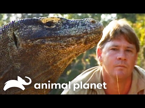 Steve's Favorite Wild Creatures of SEASON 3 | The Crocodile Hunter | Animal Planet
