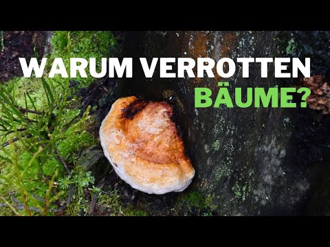 Why dead trees don't stay standing forever - tree fungi