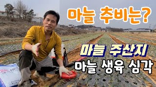 마늘 추비 이거면 ? 마늘 비상 겨울 가움 심각 생육부진 garlic cultivation method