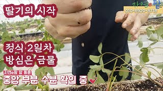 딸기의 시작 여과기 청소 및 정식 재 확인 정식 2일 차 그리고 …