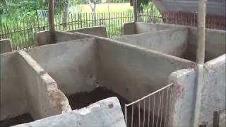 Download lagu Another Piggery Wall Down mp3 Download lagu Another Piggery Wall Down mp3