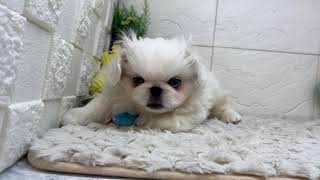 ペキニーズの動画01