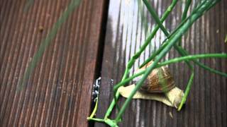 preview picture of video 'life of a snail in a nutshell timelapse'