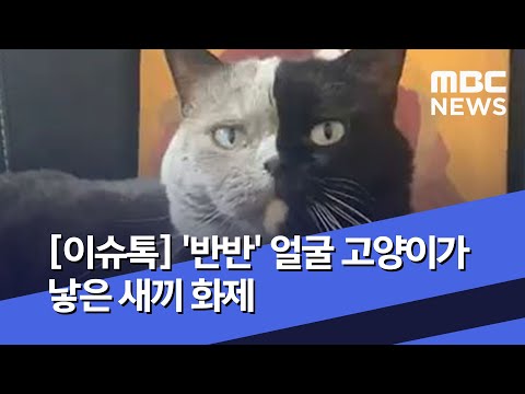 '반반' 얼굴 고양이가 낳은 새끼 화제