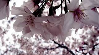 Eva Cassidy Coat Of Many Colors