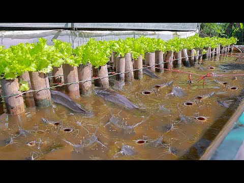 Backyard Aquaponics Farming Fresh Fish and Growing Lettuce - Aquaponics Sand and Gravel Filter