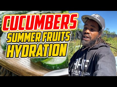 Unlocking the Power of Cucumbers: Hydration and Nutrition Benefits