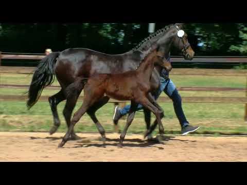 Stf v Bernay x Jazz Time x Insider 2018