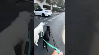 Video preview image #1 Anatolian Shepherd-Great Pyrenees Mix Puppy For Sale in Corona, CA, USA