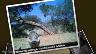 preview picture of video 'Cheetahs, Predators, Wildlife Dwfromuk's photos around Otjiwarongo, Namibia (cheetah predators)'