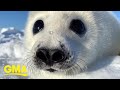Extraordinary Earth: How harp seal pups rely on ice floes in the Northwest Atlantic l GMA