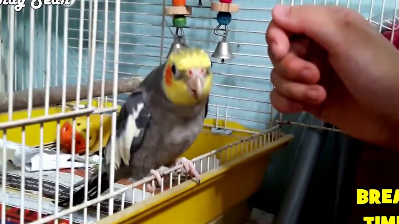 Cockatiels Are The BEST Singers  FUNNY and CUTE Cockatiel Whistling   Best COVER