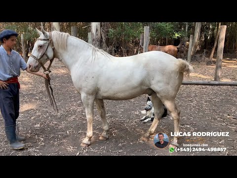 Caballo Tordillo entrepesado $5.000.000 LOSEQUINOS.COM