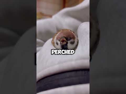 I’ve never seen such an unlucky sparrow. #animals #pet #warm #sparrow #cute #unlucky #shorts