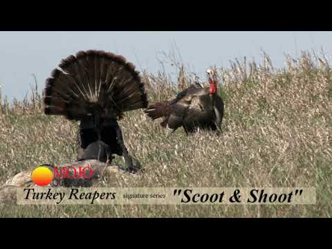GAME CHANGER for Turkey Hunting [ MOJO Scoot-N-Shoot ]
