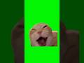 Cat Laughing Meme Green Screen Catmeme Catlover Cats Laughing Meme Fyp