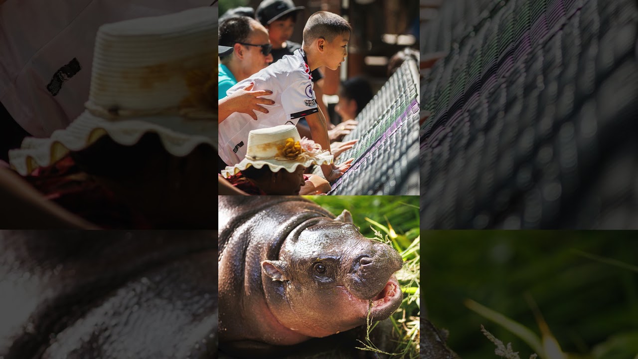 Pygmy Hippo Moo Deng Continues to Delight People