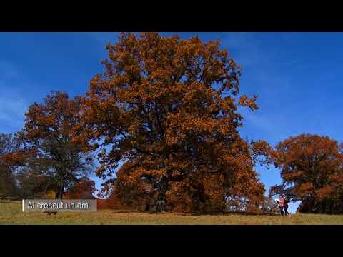 CASArbor - Nature at Home - spot publicitar - Romana