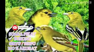 Download lagu mp3 pikat burung Sirtu hutan durasi panjang mp3
