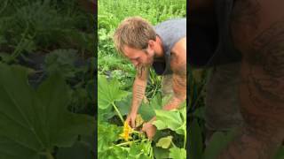 Download lagu Nate Darnell's squash picking lesson! mp3