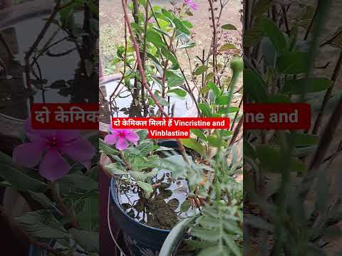 सदाबहार के चमत्कारी फायदे | Diabetes से Cancer तक | Sadabahar Plant Benefits in Hindi