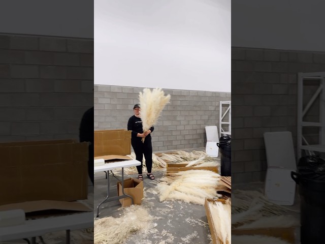 Vídeo relacionado con 15 Piezas 100 cm de Hierba de la Pampa Grande, Ramo de Flores secas Naturales y esponjosas, Hierba de la Pampa XXL, para decoración del hogar Boho, decoración de Pared, Mesa, Boda, Dormitorio