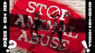 CANCION POR LOS PERROS - A Song for Dogs