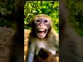 Very Nice Video Bandar Ki Acting Funny Monkey Ldcrazy Funny Shorts Comedy Viral
