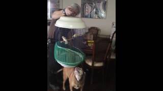 How the dogs reacted to the Birds