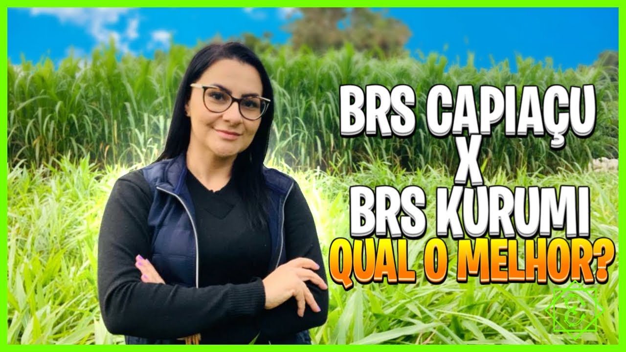 QUAL O MELHOR? BRS CAPIAÇU OU BRS KURUMI?