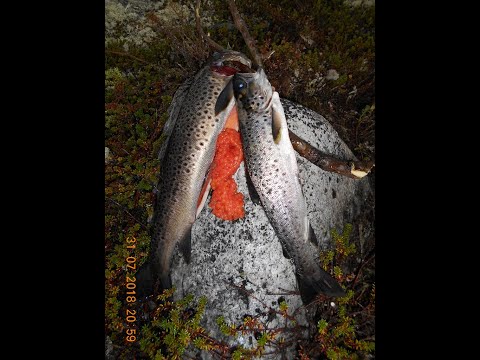 Villmarksliv i Ringebufjellet 2018 - Ørret eldorado!