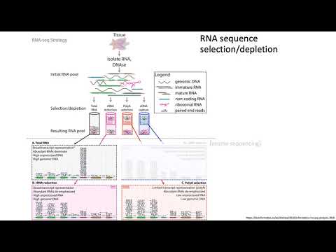 MCB 182 Lecture 9.2 - Bulk RNA-seq fundamentals