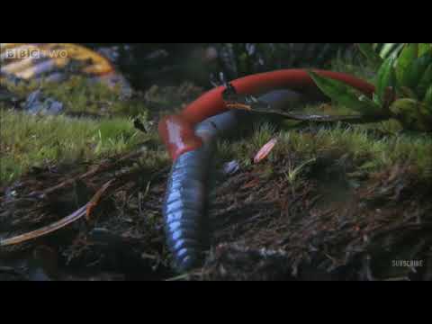 sanguessuga de monstros engole mioca