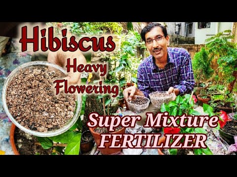 Super Mixture Fertilizer for Hibiscus for Heavy Blooming - YouTube
