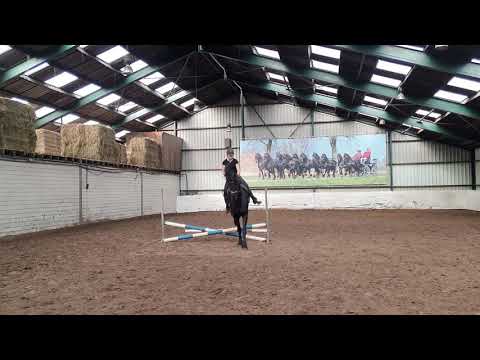 Stal Okkema's Norbit - Norbert x  Dirk - sport gelding - jumping