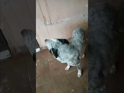 chuva em Nova Fátima Paraná dia 18/10/25