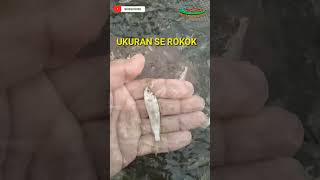 Download lagu BIBIT IKAN BANDENG gelondongan ukuran 6 cm #bibitikanbandeng mp3 Download lagu BIBIT IKAN BANDENG gelondongan ukuran 6 cm #bibitikanbandeng mp3