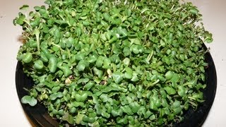 Grow Food in a McDonald's Salad Container - DIY Sprouts, Indoor Gardening!!