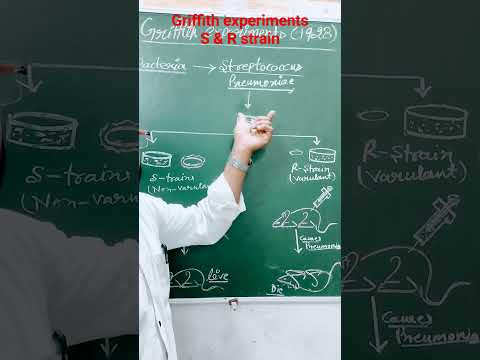 #Griffith experiment | #biology class  S & R strain
