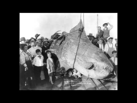 Lament for a Dying Sunfish (NSFW) (Profanity)