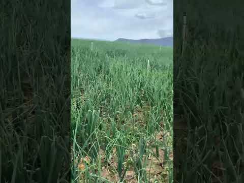 cultivo de cebolla en Àbrego Norte de Santander. #shortvideo #noticiasturismo #viralvideo #shorts