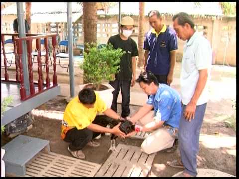 Fighting Avian Flu in Thailand