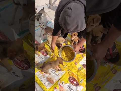 ❤️🐶my street dogs food time 🐕🐶#viral #youtubeshorts #pets #lovely #dog #food @animalsworld6380